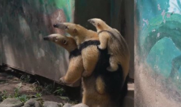 食蚁兽视频,大自然的神奇捕食者