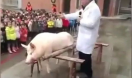 杀猪的视频,血腥画面令人触目惊心