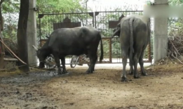 大猩猩交配视频高清,高清交配视频揭秘神秘生活